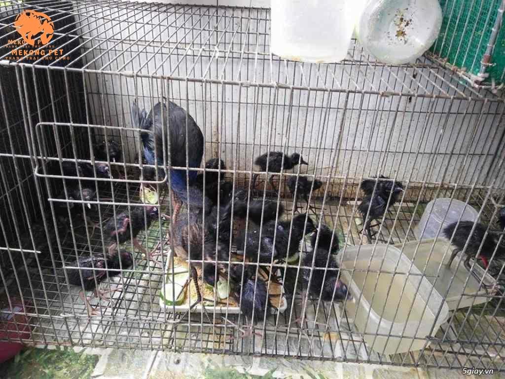 Chim trích cồ ăn cám gà, rau thái nhuyễn hoặc dưa leo, chim con rất thích ăn các loại này, nuôi rất đơn giản